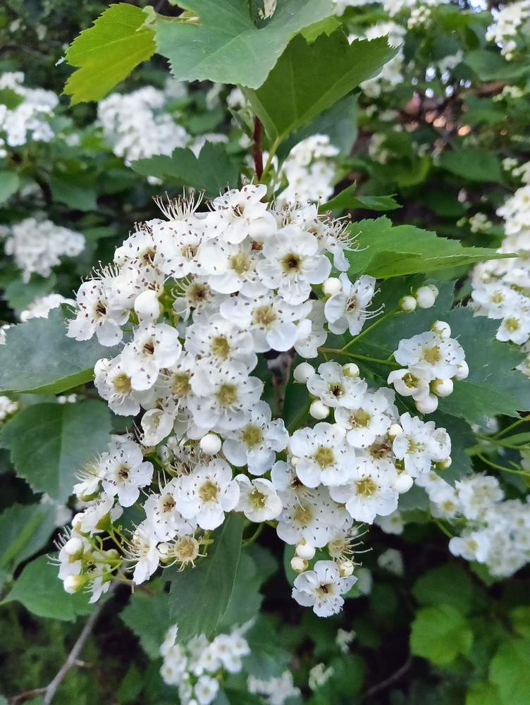 Photograph by Елена Чурынина