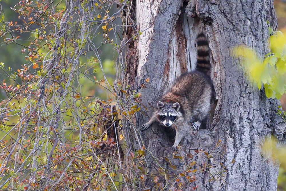 Photograph by Светлана Барабанщикова