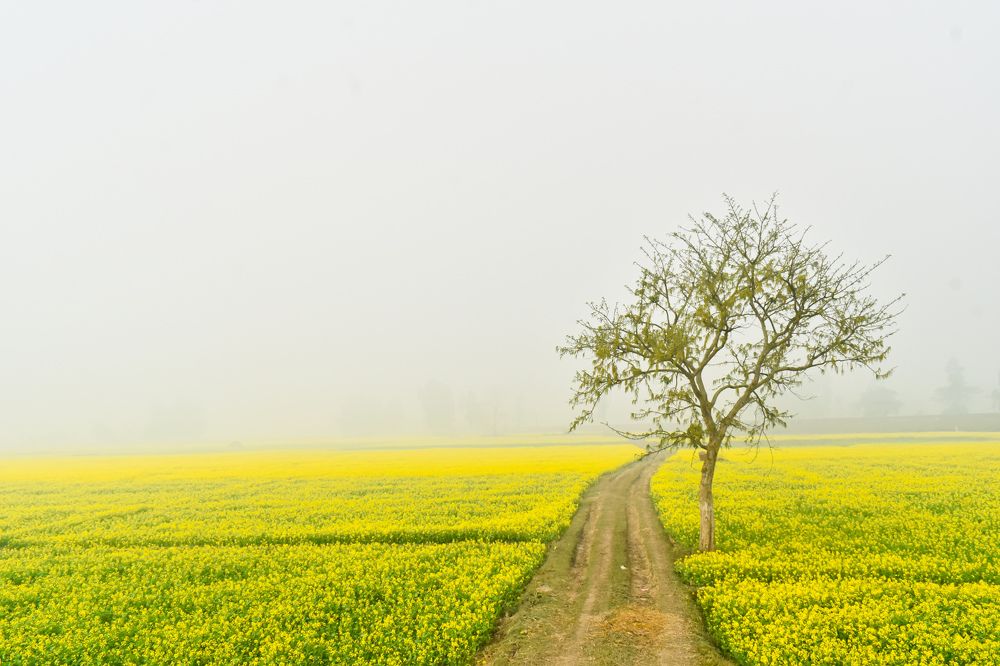 Photograph by Sahisnu Saha