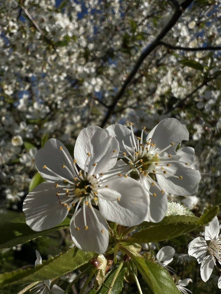 Photograph by Ирина Артюх