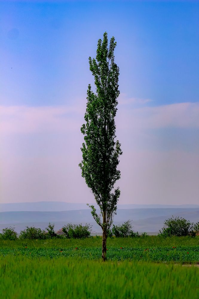 Photograph by Jahantigh Hossein