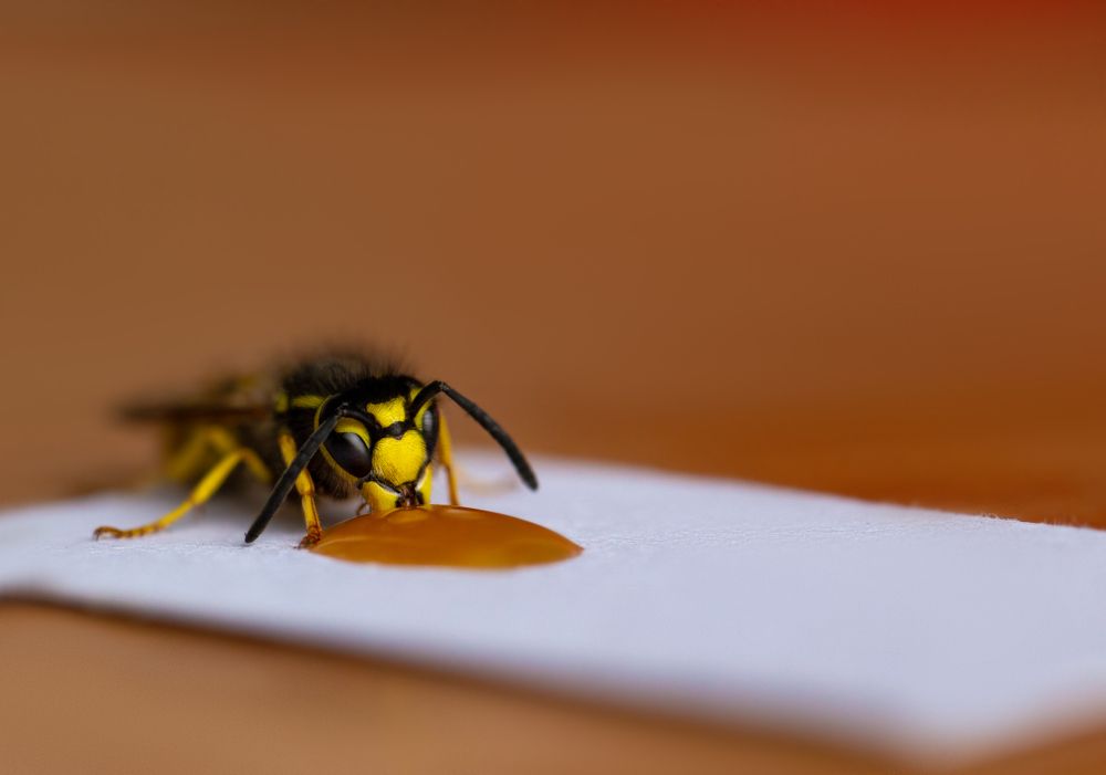 Photograph by Алина Скай