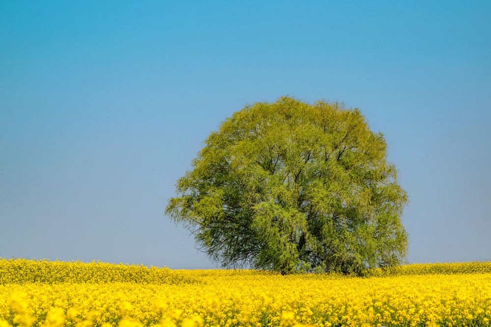 Photograph by Кирина Елизавета