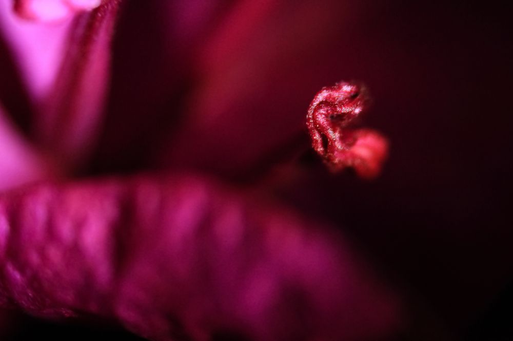 Photograph by Kaustav Ghosh