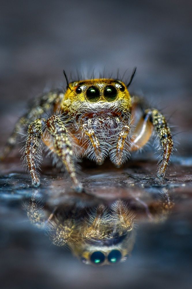 Photograph by Dr Manoj M Kumar