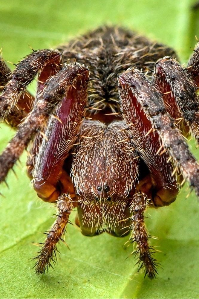 Photograph by Dr Manoj M Kumar