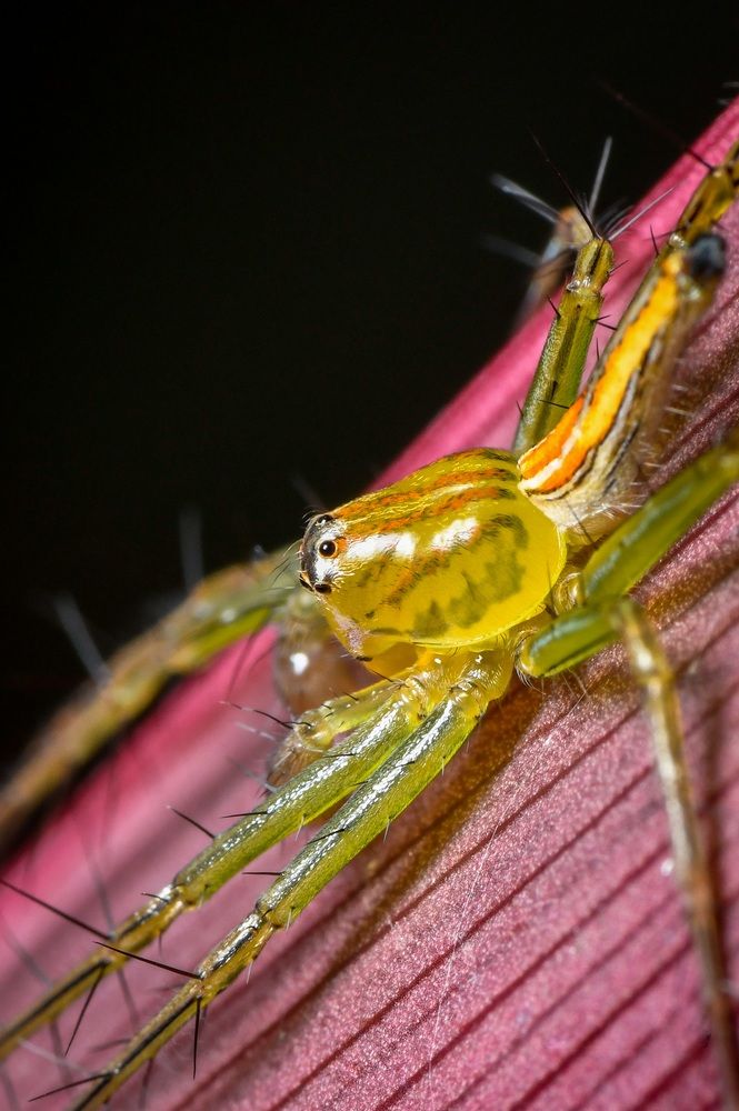 Photograph by Dr Manoj M Kumar