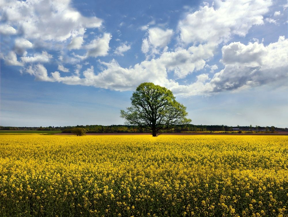 Photograph by Dina Kopstale