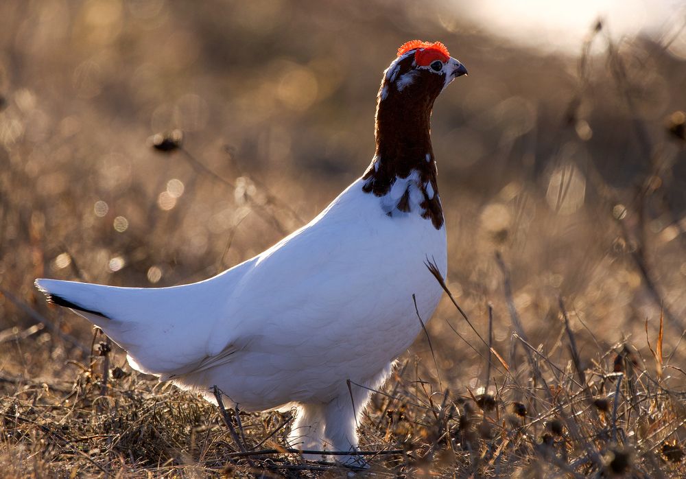 Фотография автора Viktoriya Kim