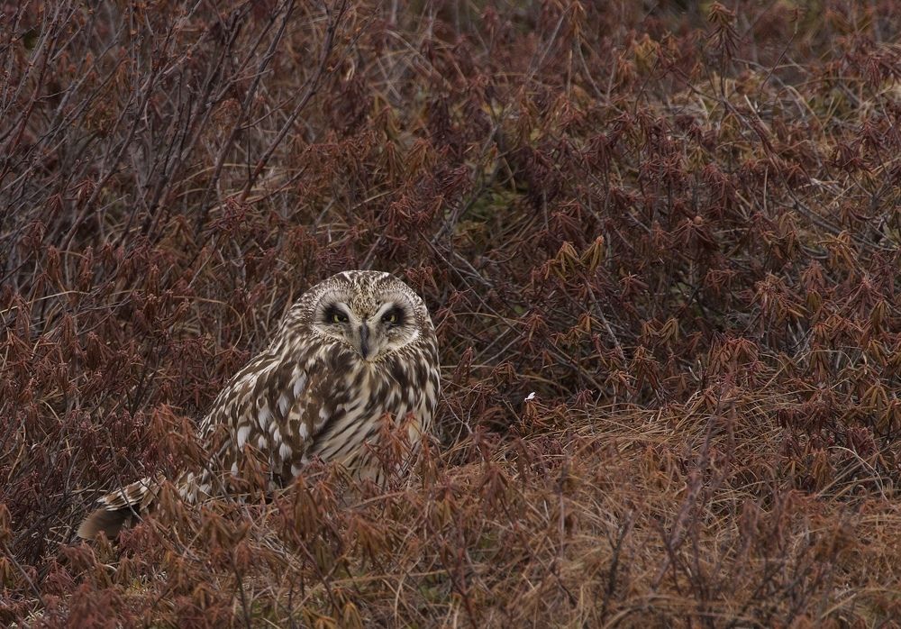 Фотография автора Viktoriya Kim