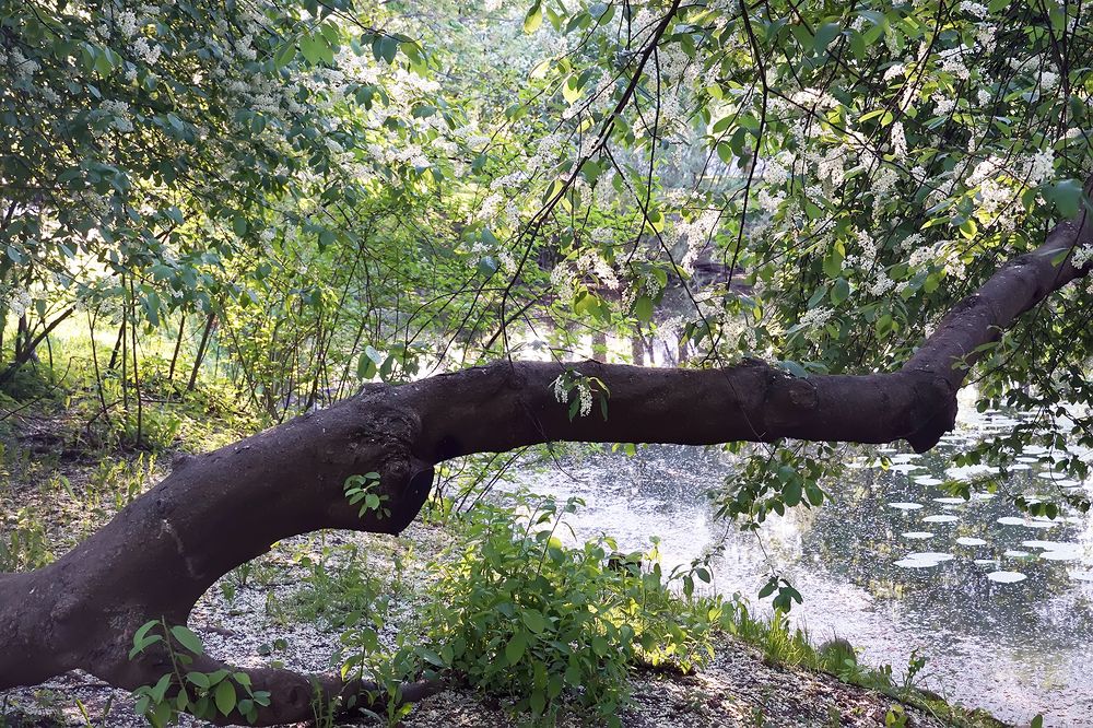 Черемуховый рай.