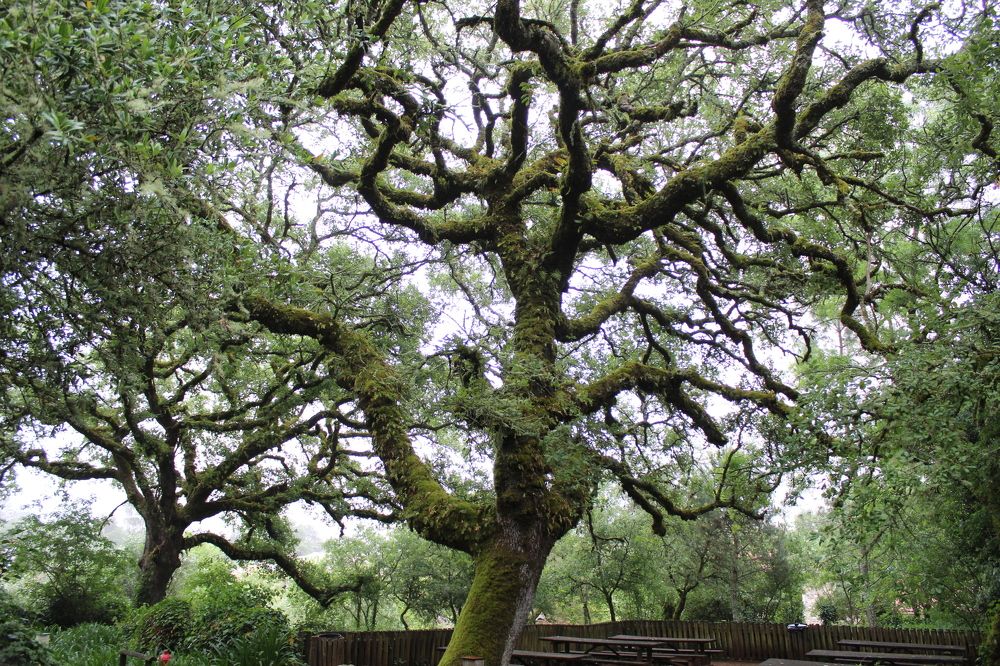 Photograph by Francisco Ferreira