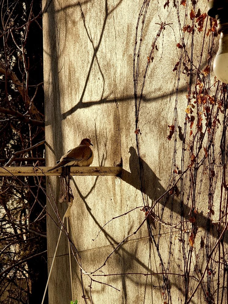 Photograph by Sam Esfahani