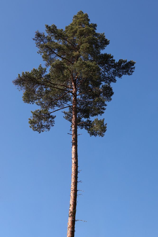 Photograph by Елена Тимченко