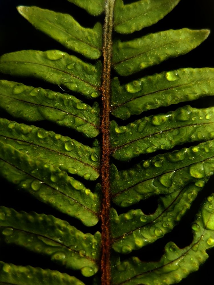 Photograph by Merta Jaya