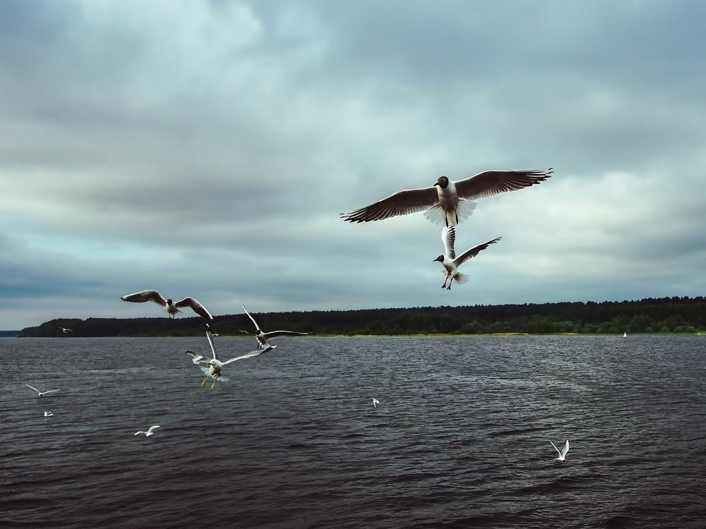 Photograph by Рязанов Юрий