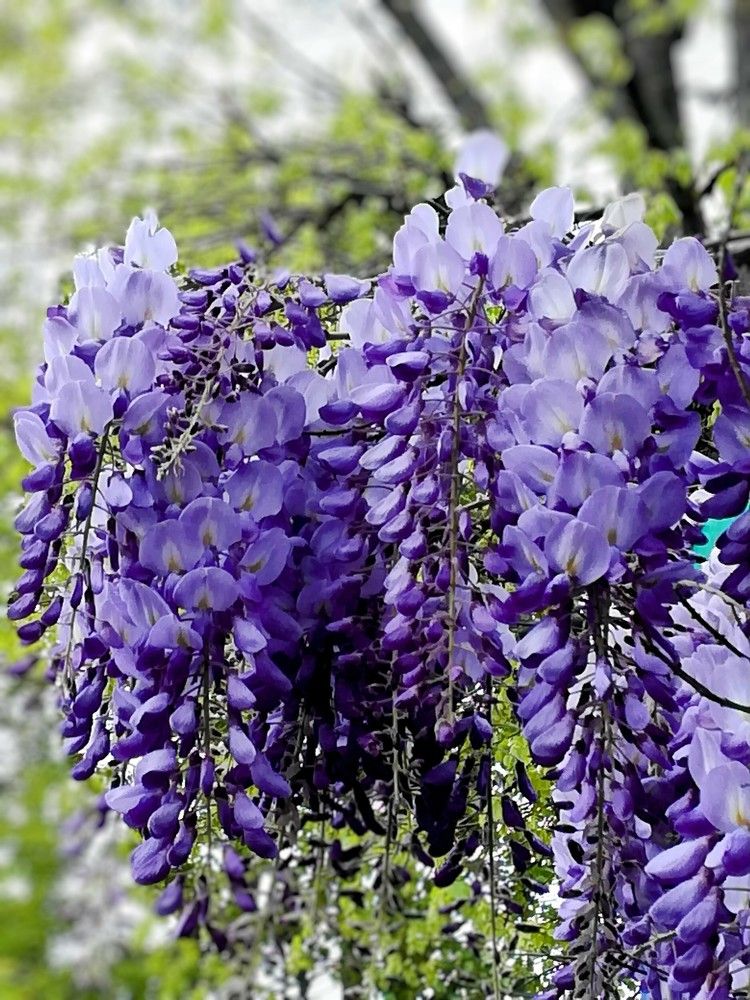 Wisteria