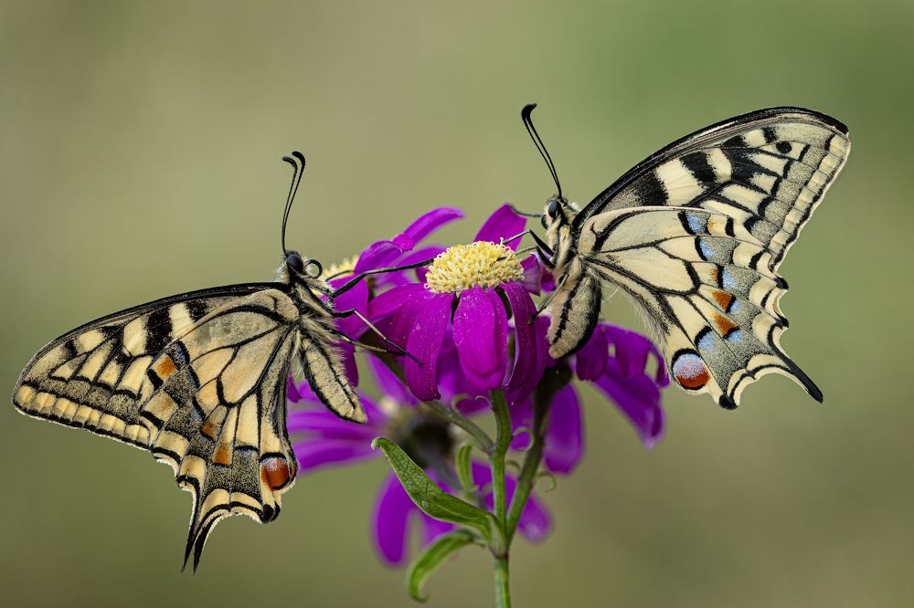 Pareja de papilip machaon