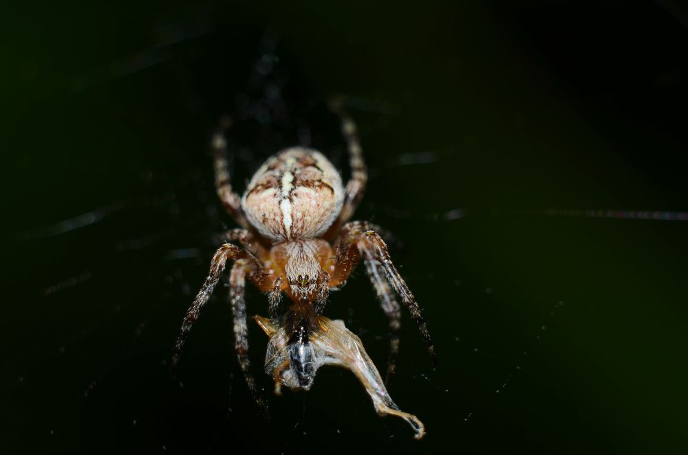 Фотография автора Вадим Писарев