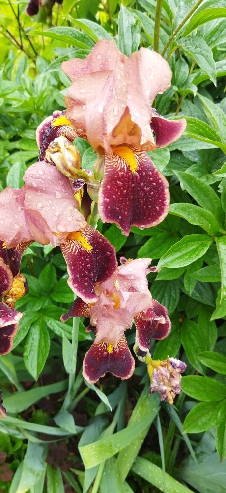 Фотография автора Ариадна Ланно