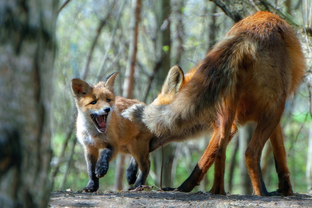 Поймать папку за хвост