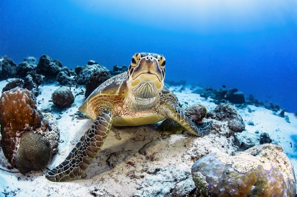 The Green sea turtle. Зеленая морская черепаха.