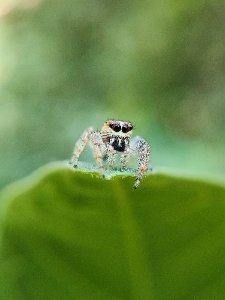 Фотография автора Thomas Engida