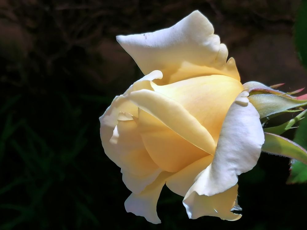Yellow rose