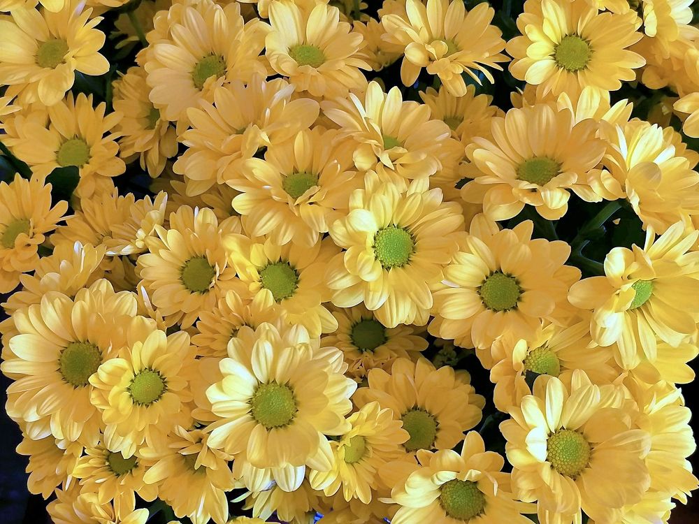 Yellow daisies
