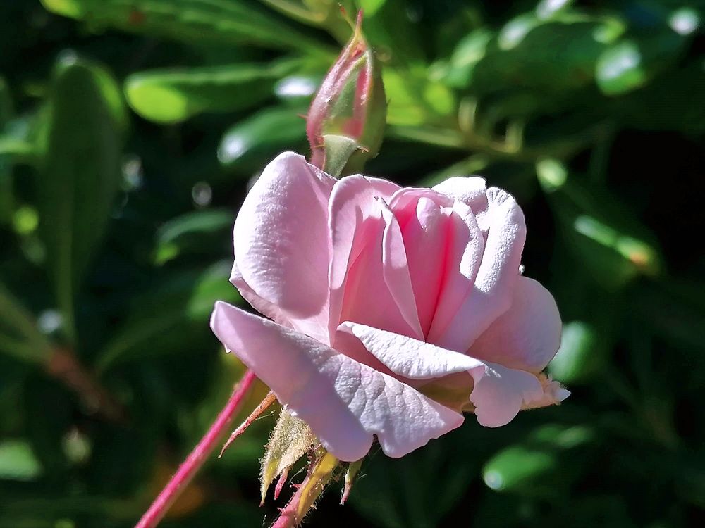 Pink rose and bud