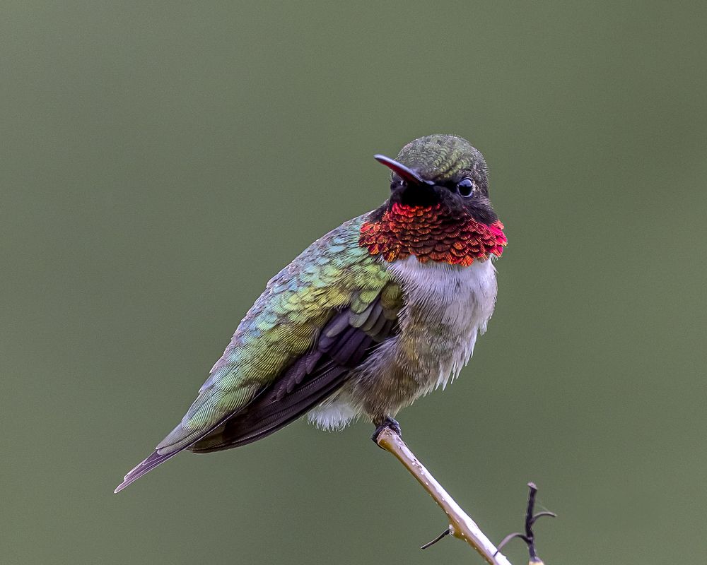 Фотография автора Clement Roy