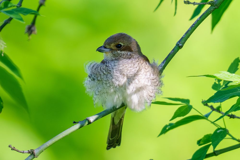 Красотка жулан