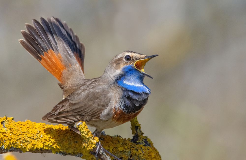 Фотография автора Татьяна Ливеровская