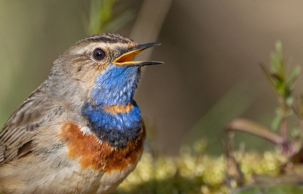Фотография автора Татьяна Ливеровская