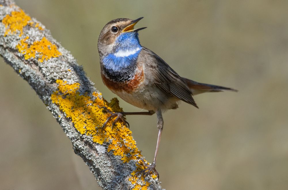 Фотография автора Татьяна Ливеровская