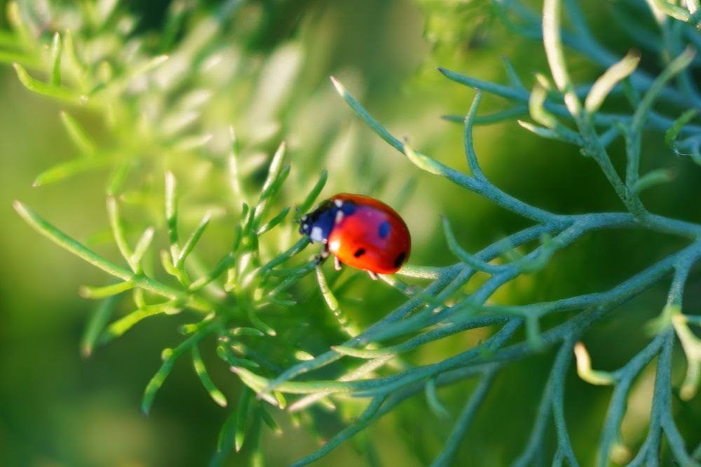 Photograph by Александр Кизим