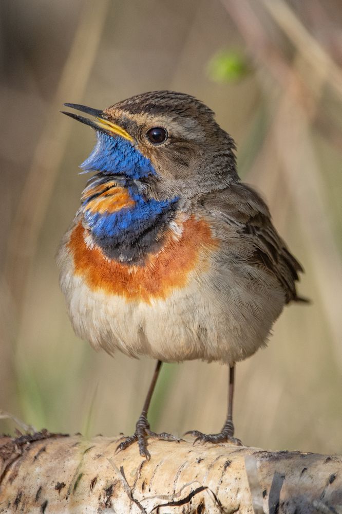 Фотография автора Татьяна Ливеровская