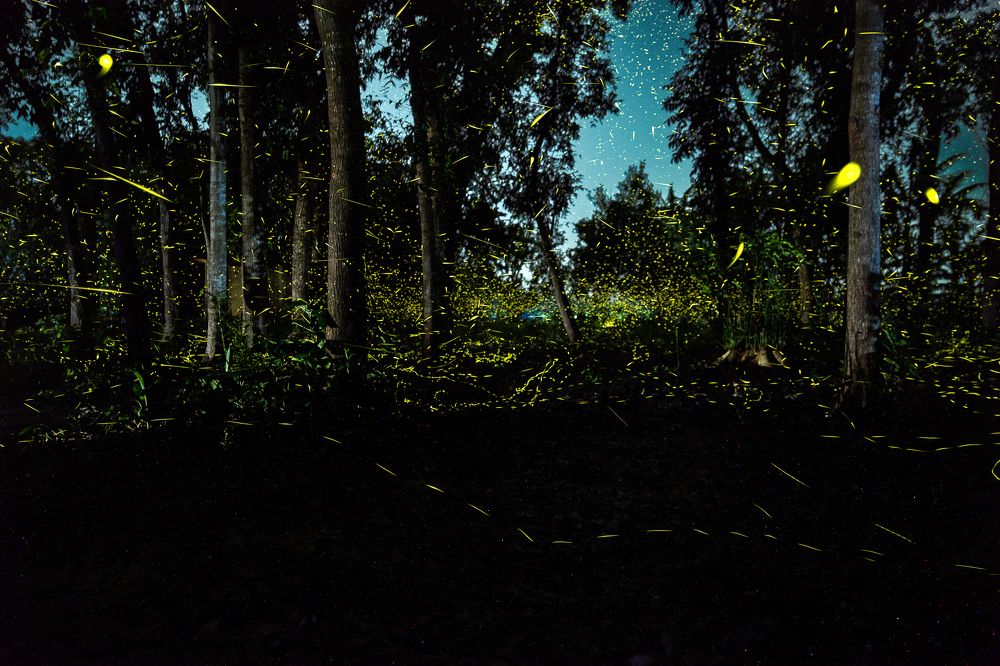 Photograph by Saikat Biswas