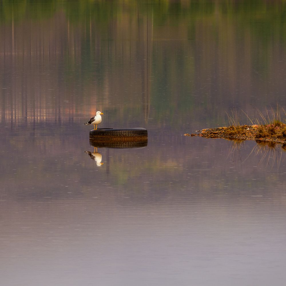 Photograph by Шейко Анна