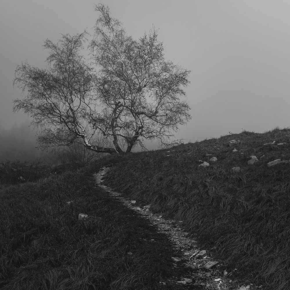 Photograph by Luca Menotti