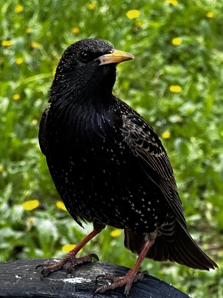 Photograph by Рина Серёгина