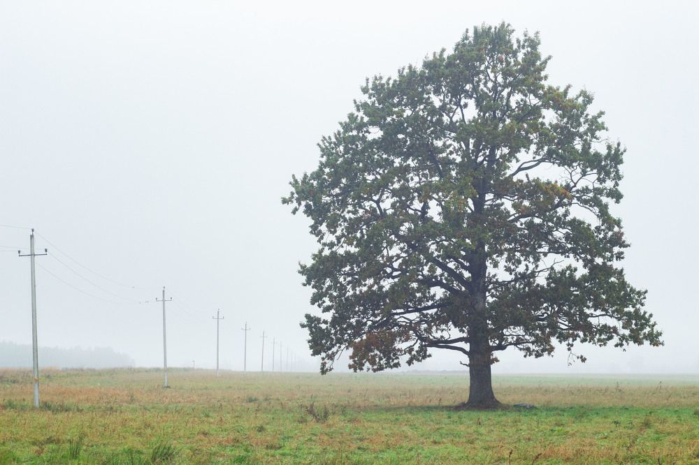 Photograph by Алексей Борисов
