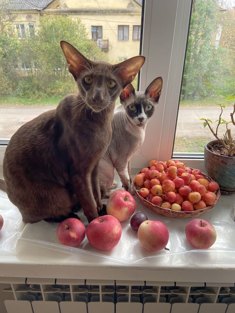 Photograph by Tatyana Fedenkova