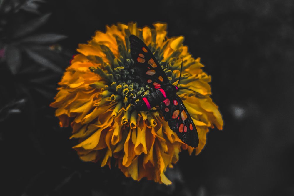 Photograph by Rohan Nayek