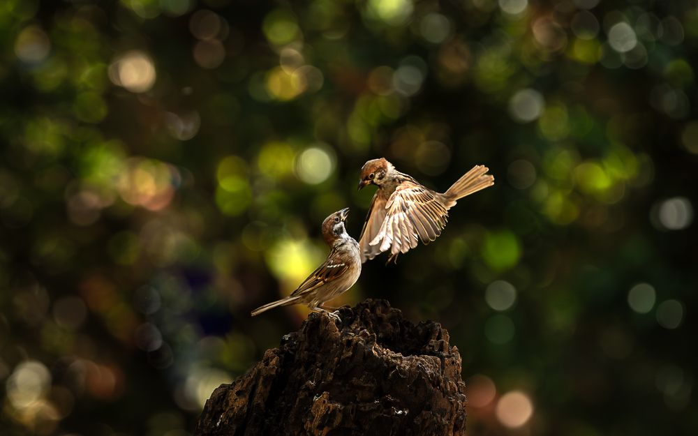 Фотография автора Chieu Duong Tran