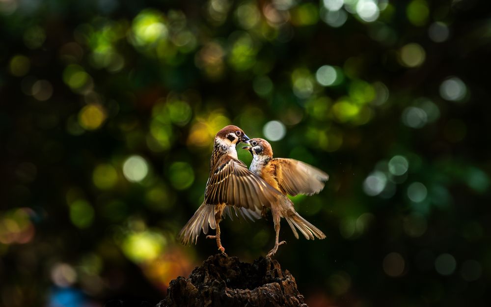 Фотография автора Chieu Duong Tran