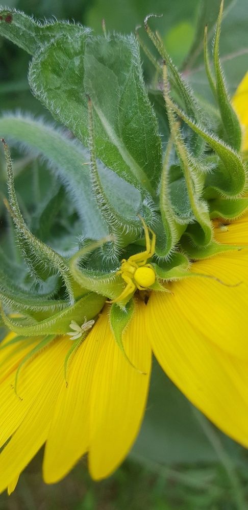 Фотография автора Ольга Мусина