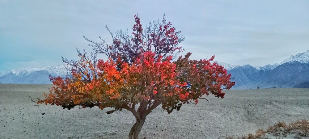 Apricot tree