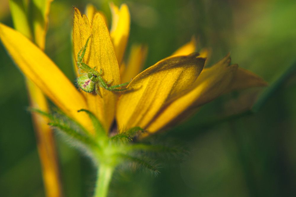 Фотография автора Ирина Гриценко