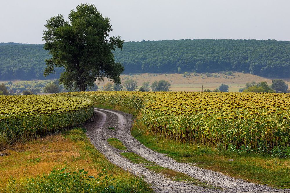 Photograph by Pavel Koliadin